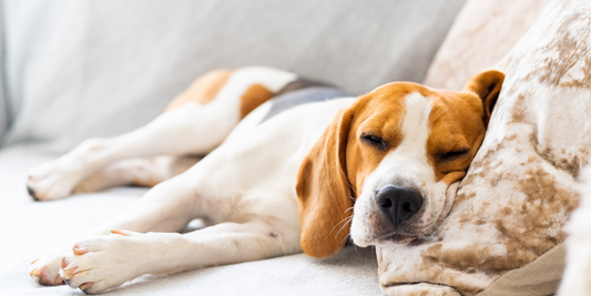 Banish Pet Odors: A Guide to Fresh, Inviting Homes