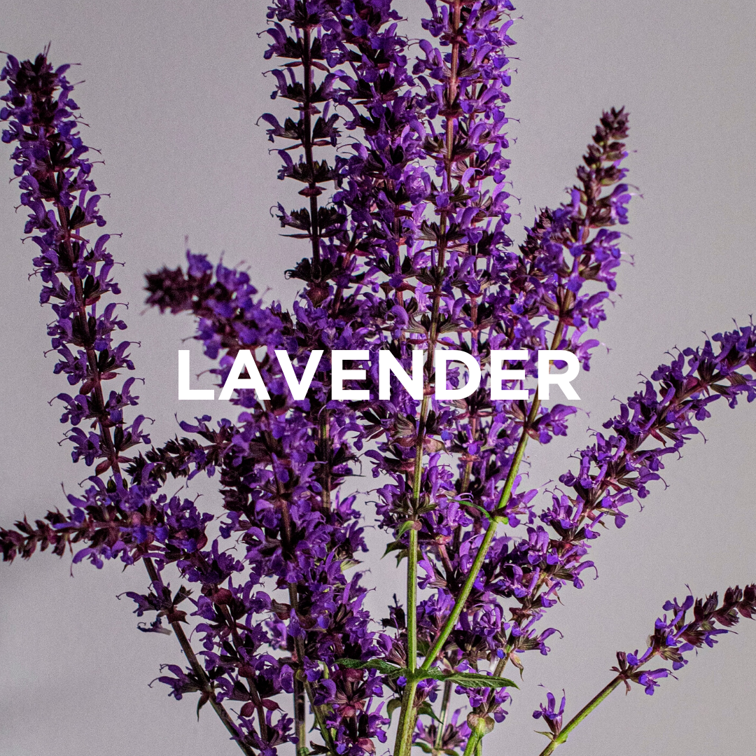 
                  
                    LAVENDER + PATCHOULI SCENTED CANDLE
                  
                