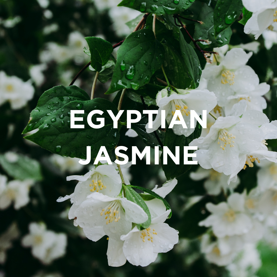 
                  
                    EGYPTIAN JASMINE + SANDALWOOD SCENTED CANDLE
                  
                
