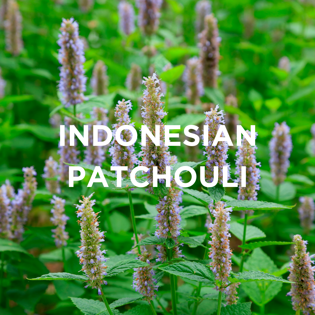 
                  
                    INDONESIAN PATCHOULI + CLARY SAGE SCENTED CANDLE
                  
                